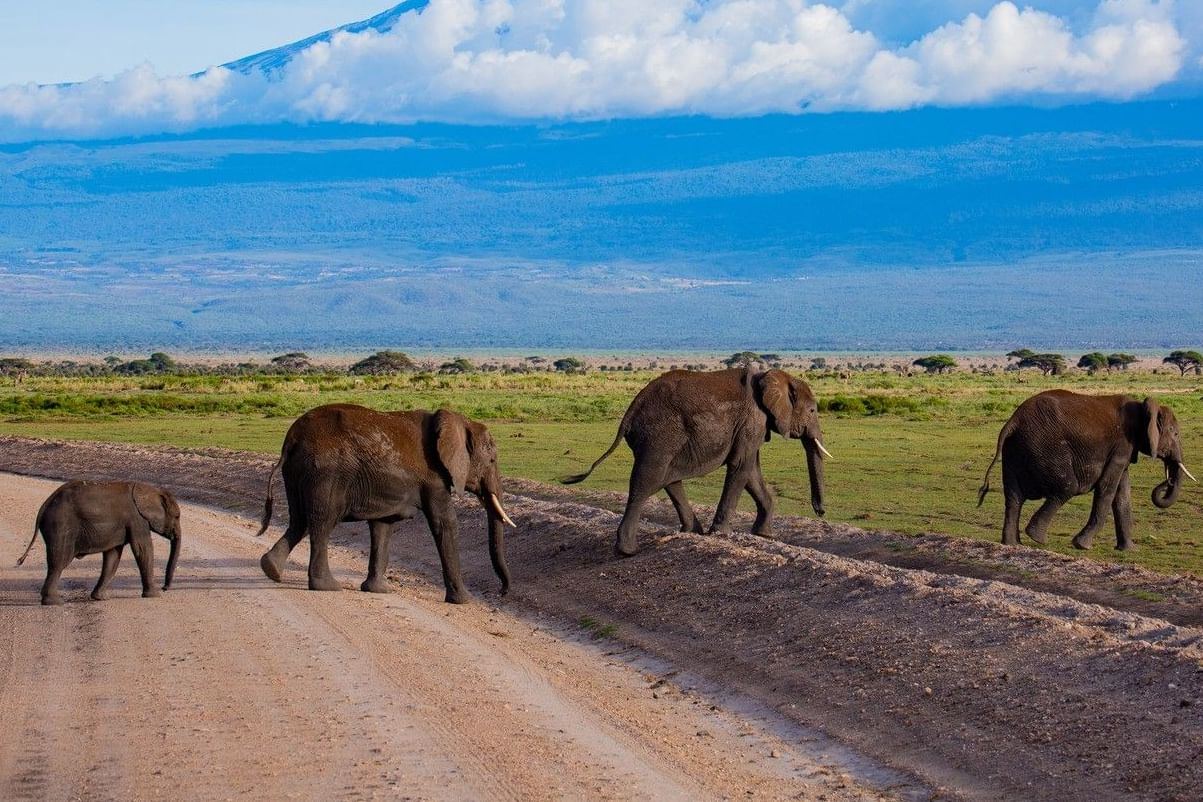 Amboseli Serena Safari Lodge