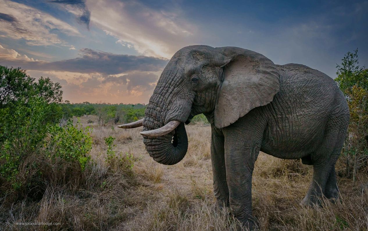 Jock Safari Lodge
