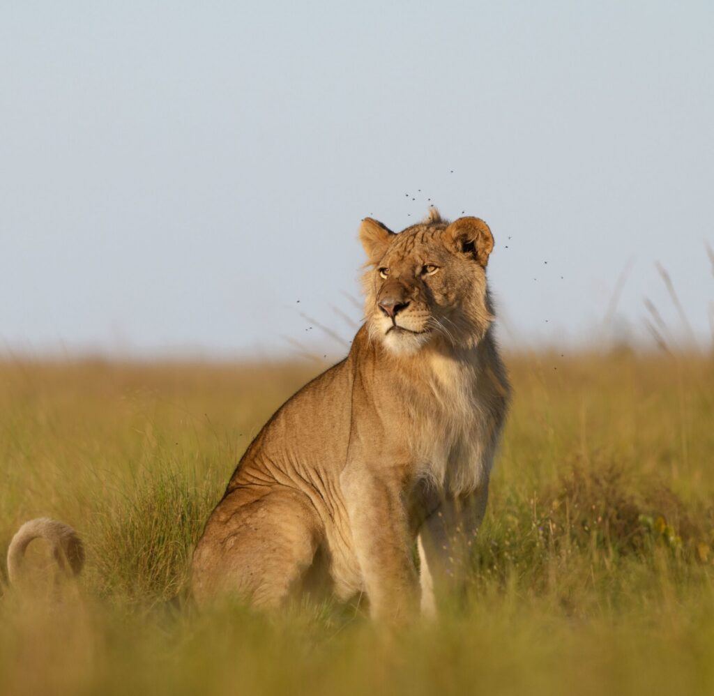 King Lewanika Lodge